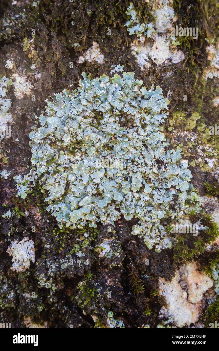 Lichen de bouclier en filet, Parmelia sulcata, sur le tronc de l'arbre. Gloucestershire, Angleterre, Royaume-Uni. Banque D'Images