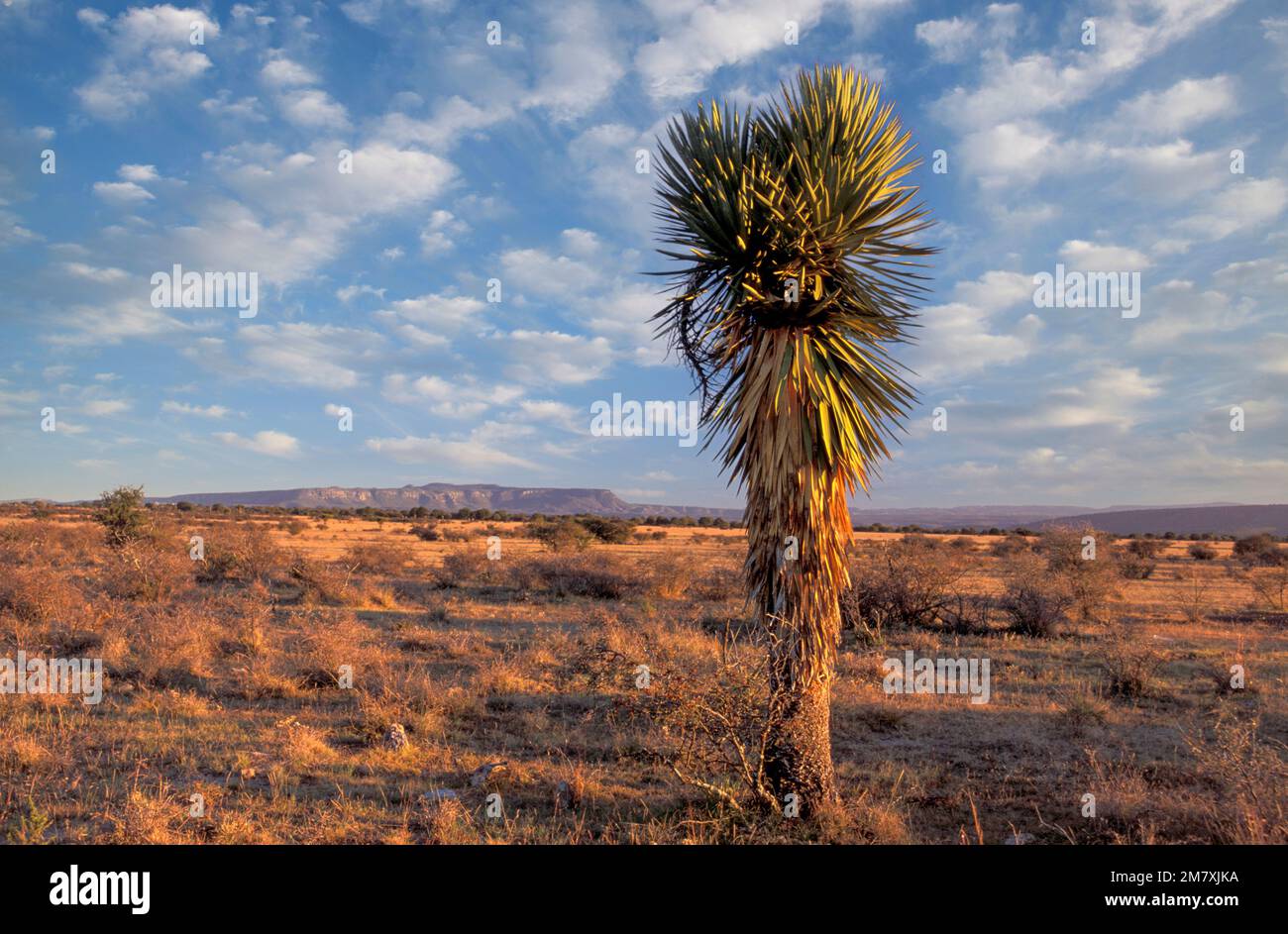 Yucca cactus, Sierra los Altos de Santa Isobel près de Durango, Estado de Durango, Mexique Banque D'Images