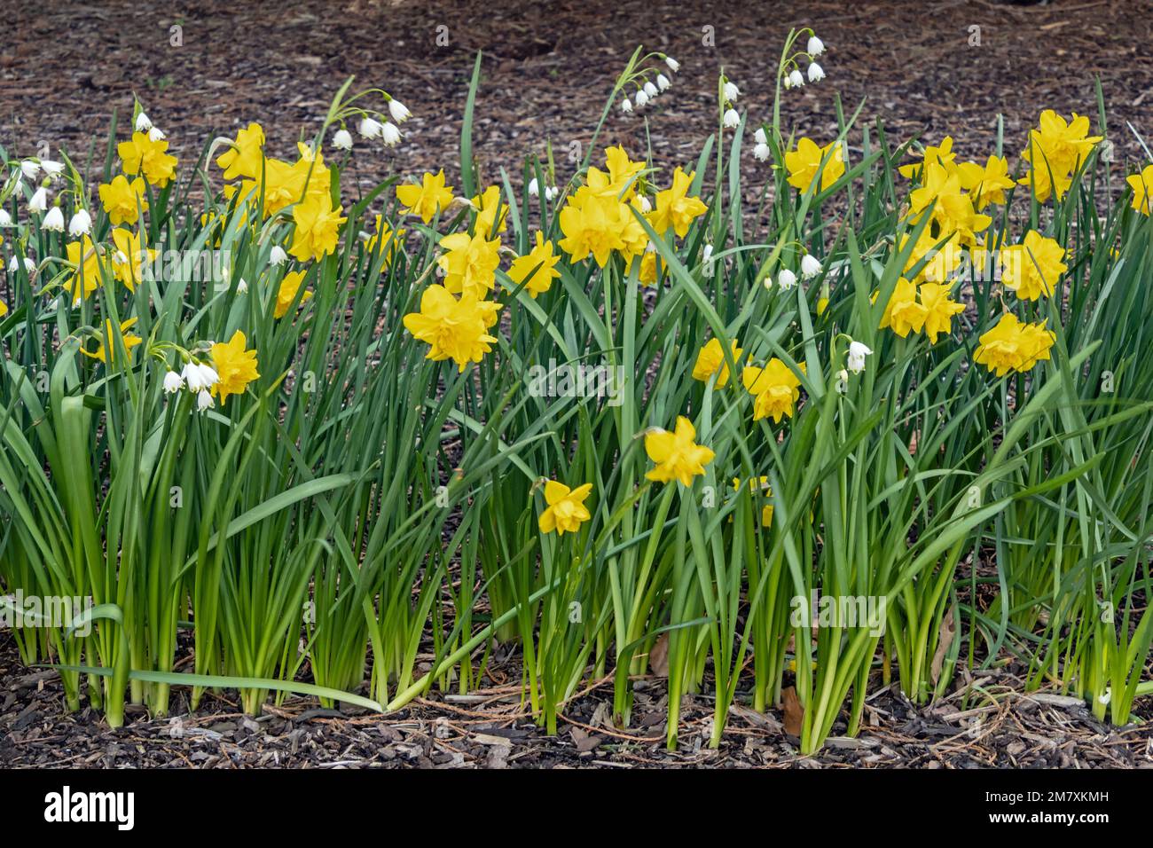 Lit de fleurs au printemps avec des jonquilles jaunes, Narcisse pseudocissus Banque D'Images