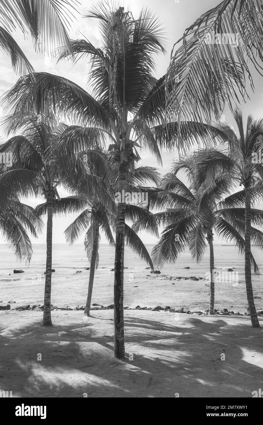 Image en noir et blanc d'une plage des Caraïbes avec des cocotiers. Banque D'Images