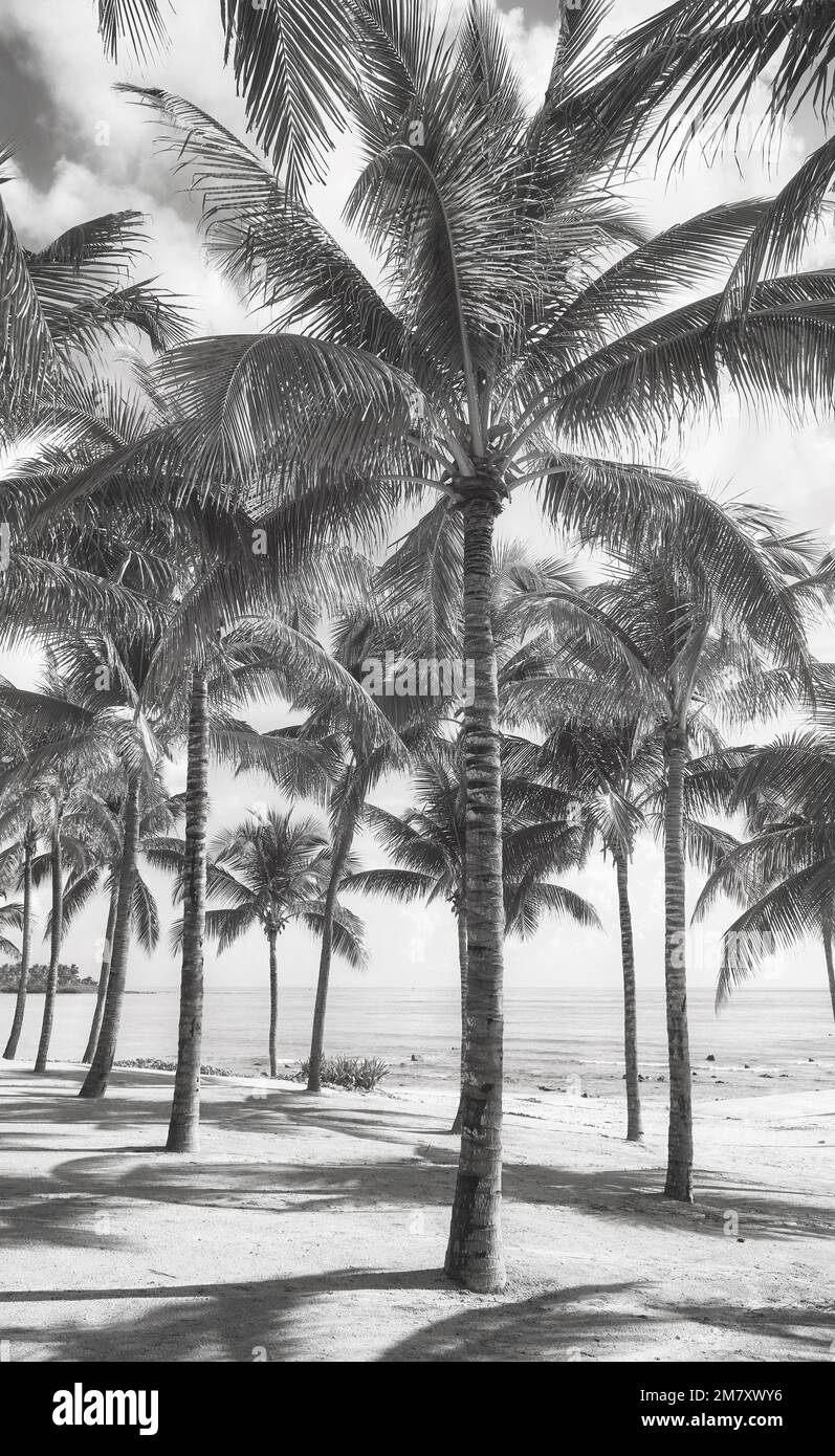 Image en noir et blanc d'une plage des Caraïbes avec des cocotiers. Banque D'Images