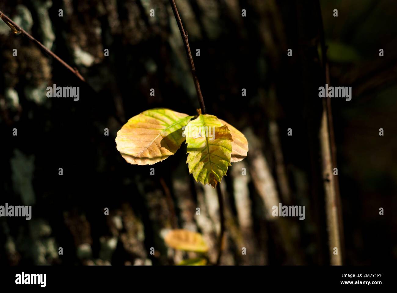 Les feuilles de châtaignier se transforment progressivement du vert au jaune au brun au début de l'automne Banque D'Images
