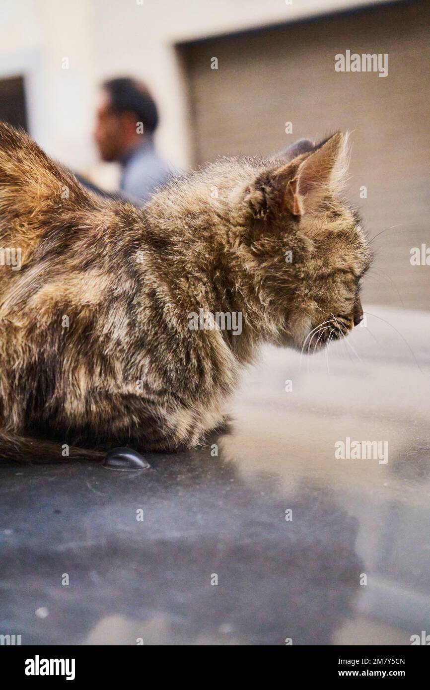 Un chat sans domicile sur une voiture dans une rue marocaine Banque D'Images