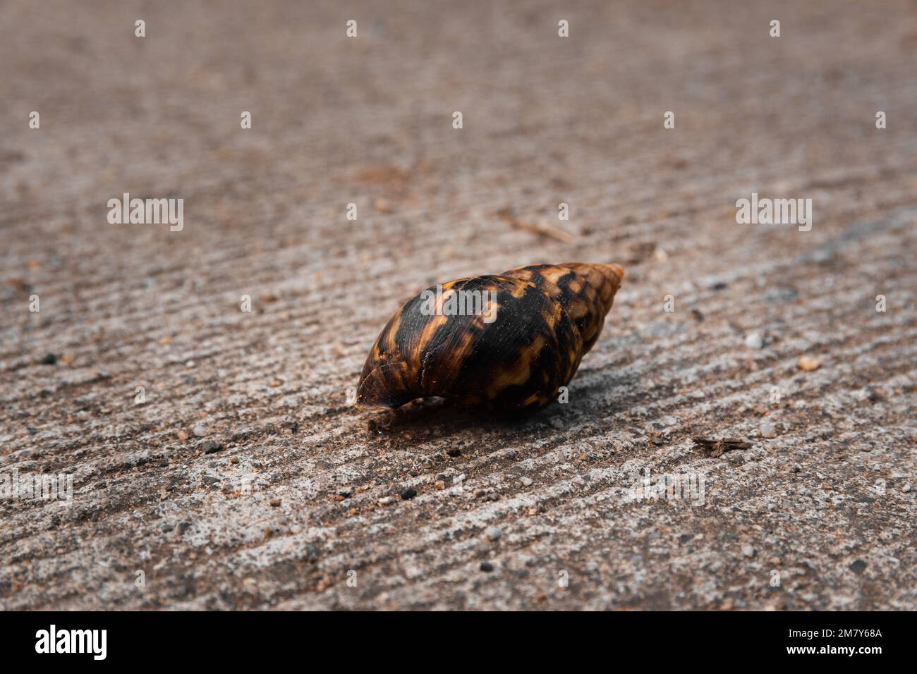 La coquille de l'escargot géant africain (Achatina achatina) au milieu de la route en Thaïlande, de près Banque D'Images