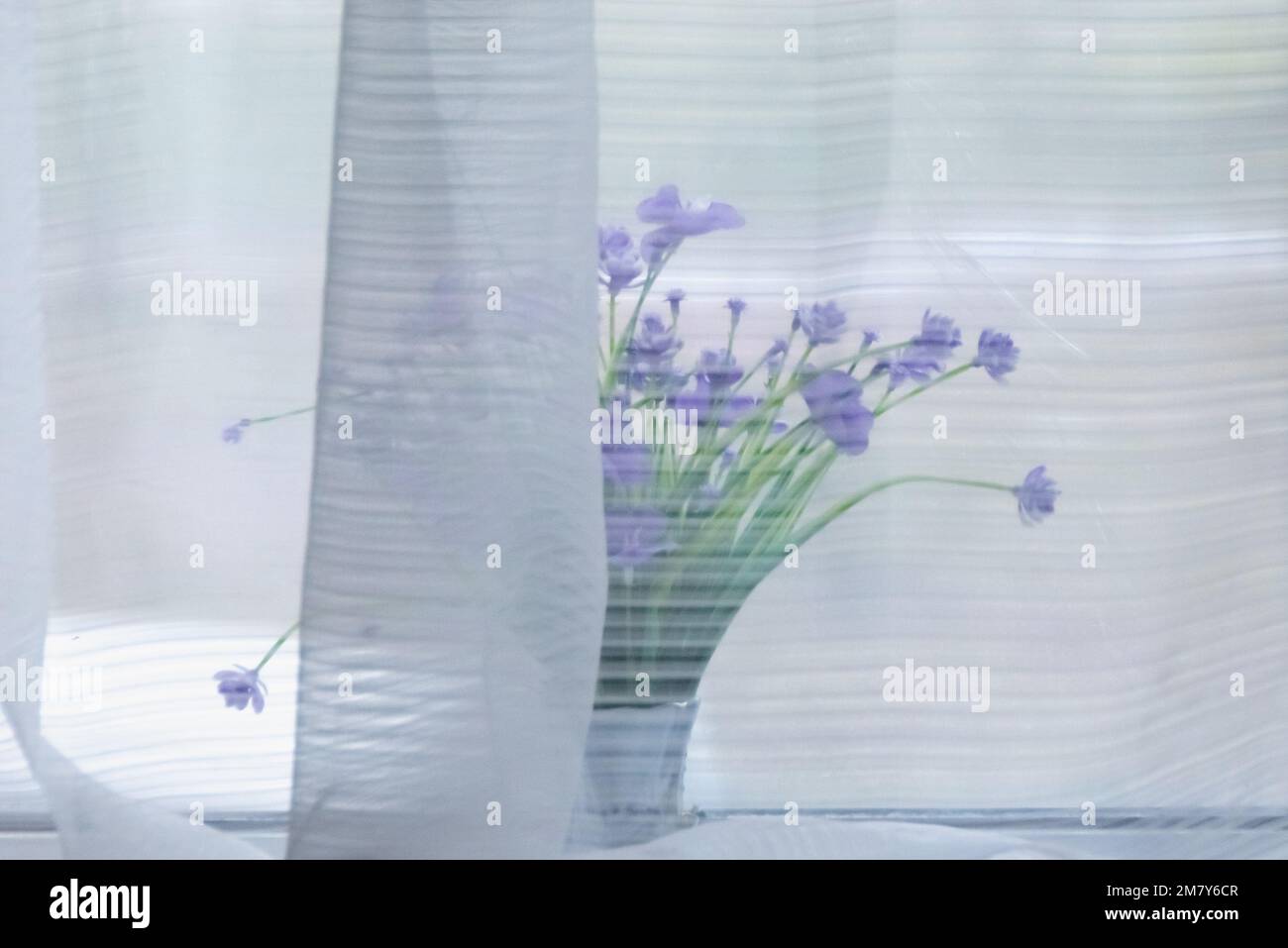 Image semi-floue d'un bouquet délicat de fleurs sauvages derrière un rideau translucide sur le seuil de la fenêtre de la pièce Banque D'Images
