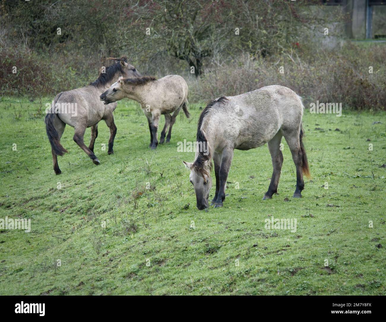 Konik polonais aux pays-Bas Banque D'Images