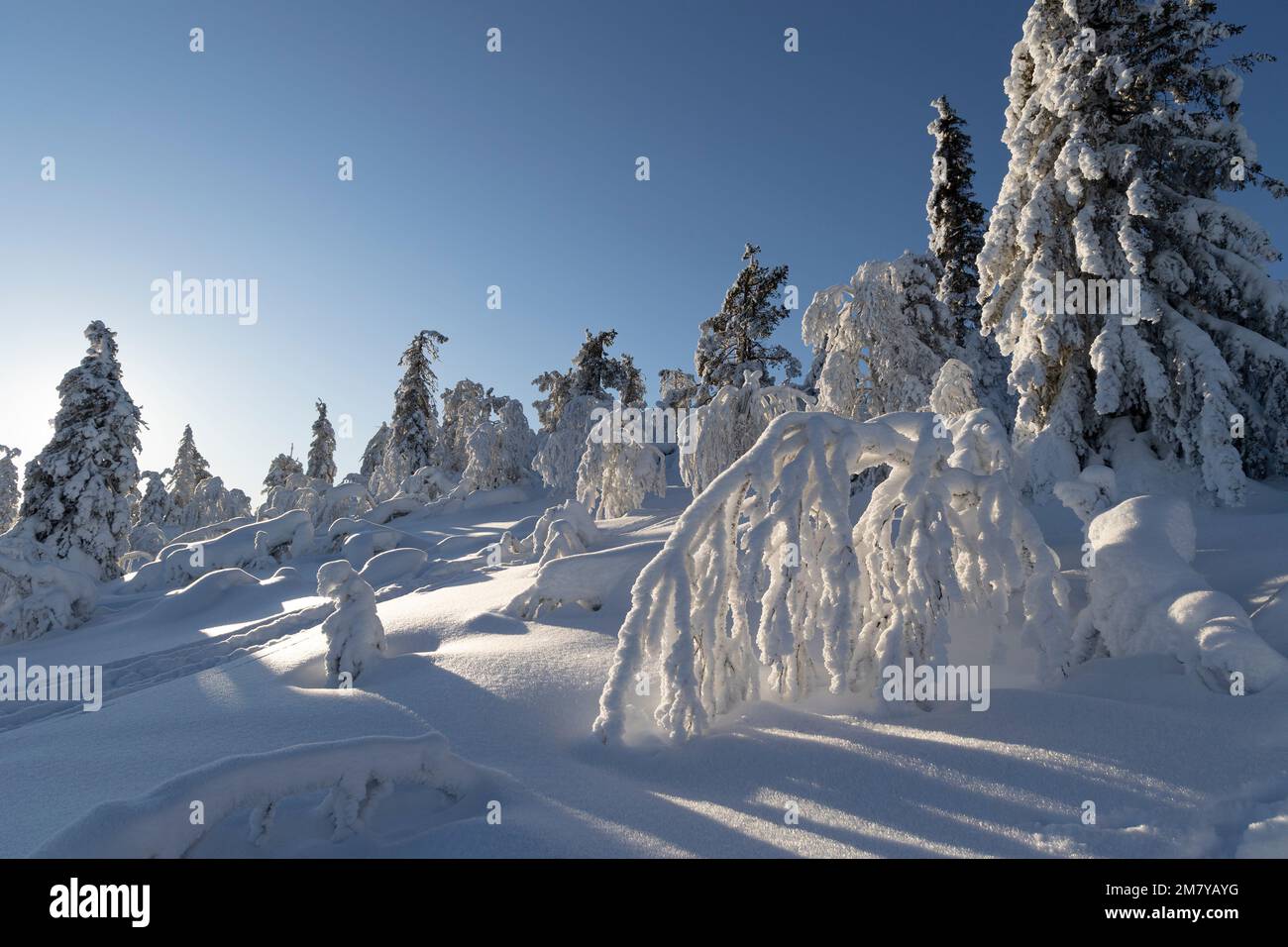 Vue sur la Laponie finlandaise en hiver avec de la neige fraîche sur les pins. Banque D'Images