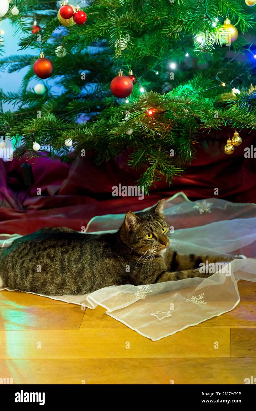 tabby chat sous l'arbre de noël à la maison Banque D'Images