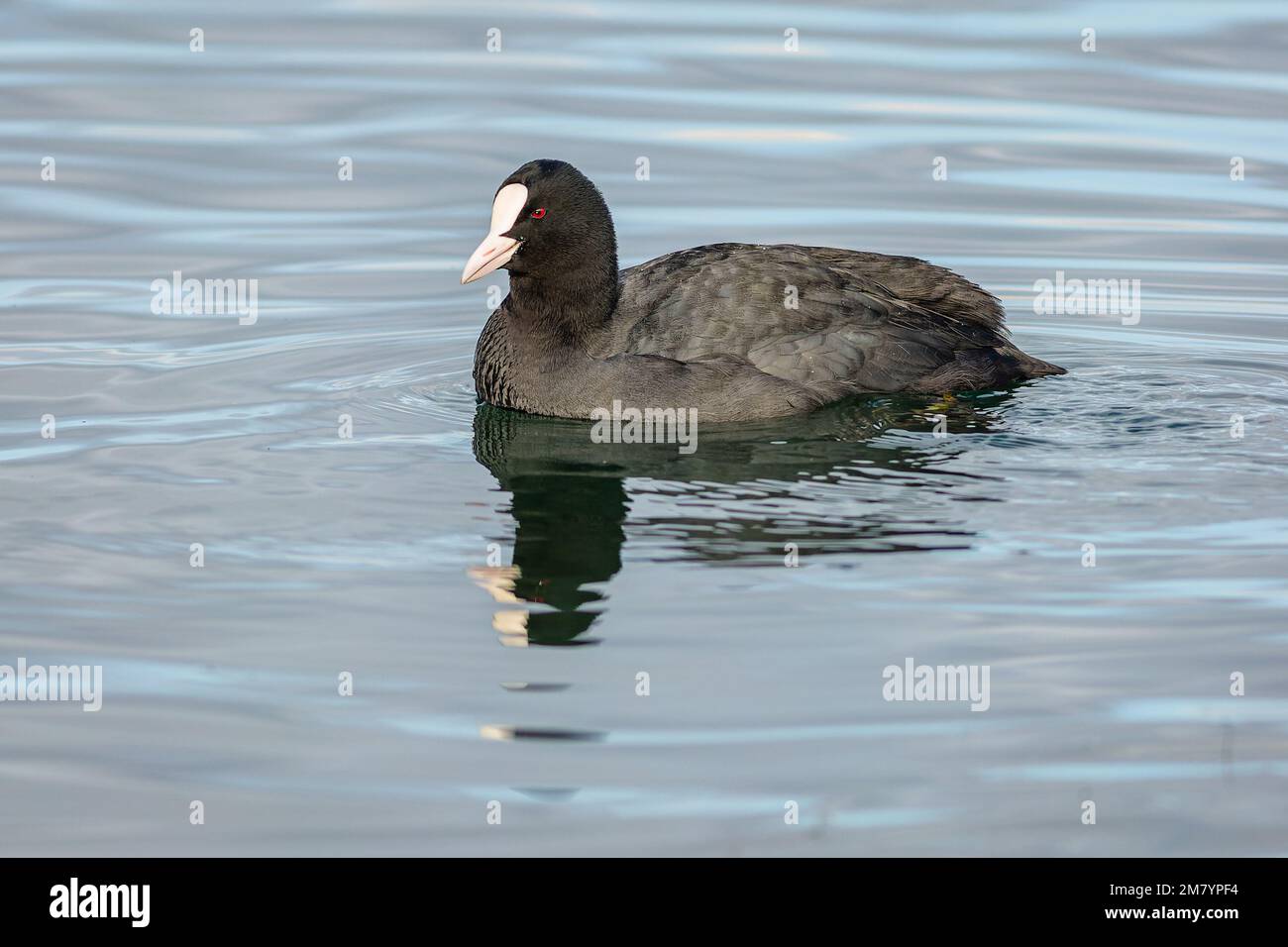 Cuisine noire avec bec blanc et yeux rouges nageant dans le lac bleu avec son reflet dans l'eau. Jour d'hiver ensoleillé. Banque D'Images