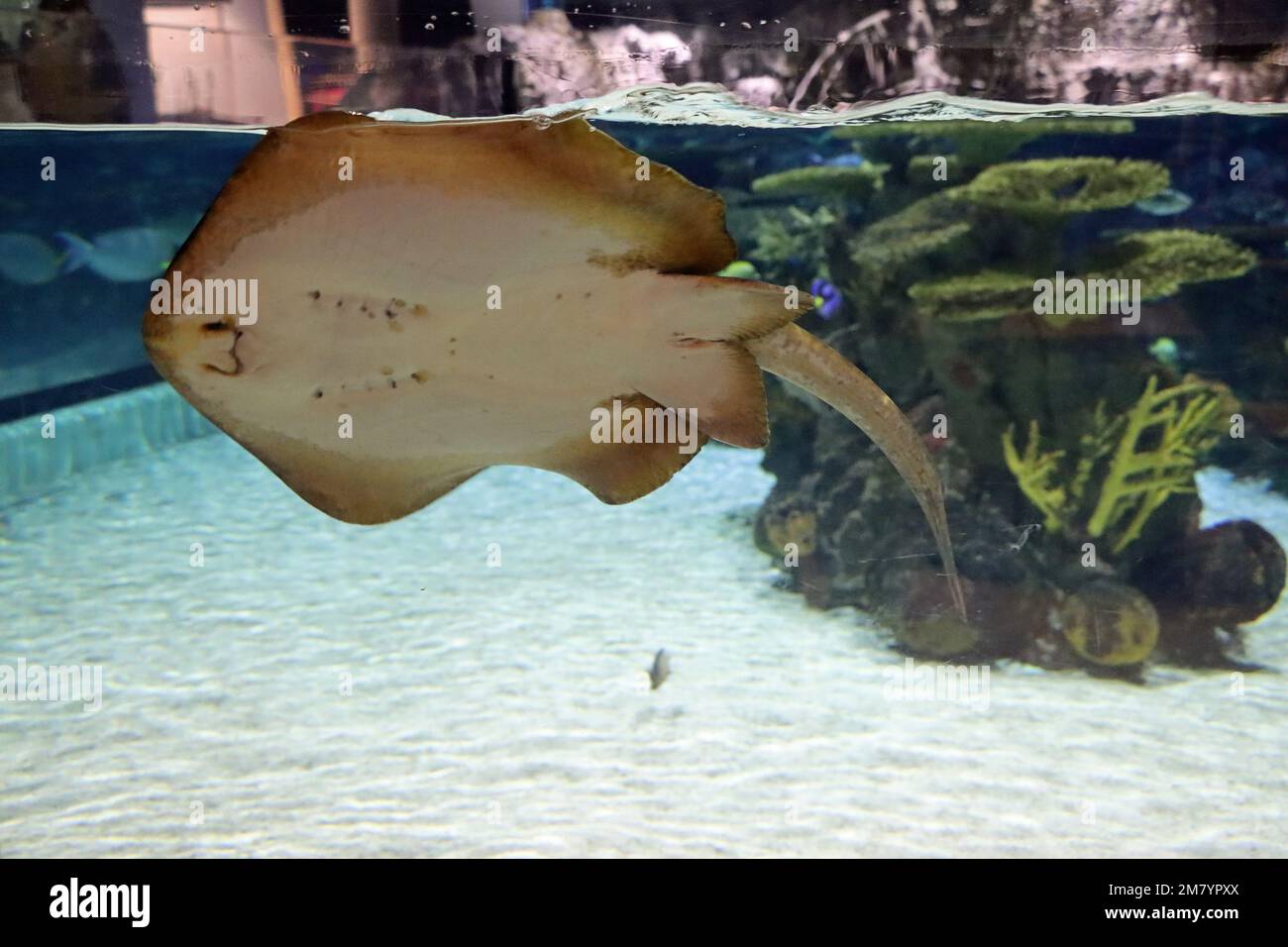 Les résidents de l'acquarium des profondeurs, à Hull, dans le Yorkshire Banque D'Images