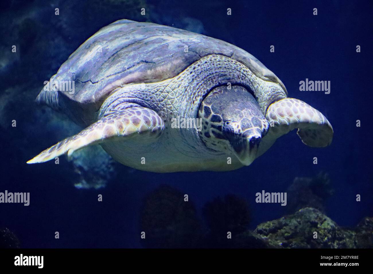 Les résidents de l'acquarium des profondeurs, à Hull, dans le Yorkshire Banque D'Images
