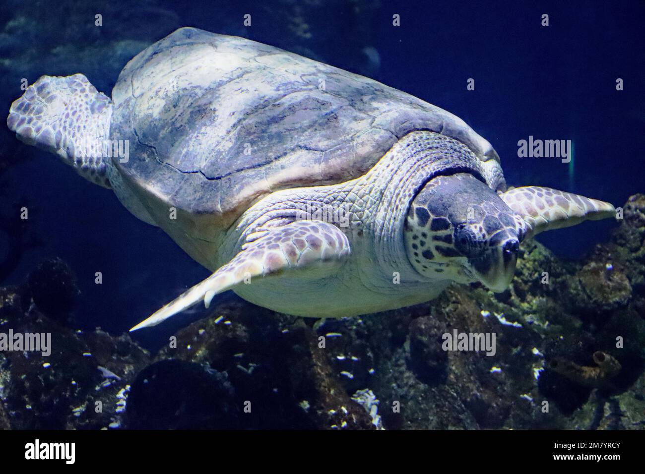 Les résidents de l'acquarium des profondeurs, à Hull, dans le Yorkshire Banque D'Images
