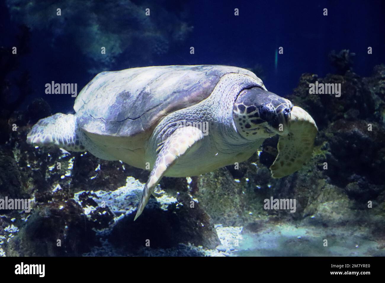 Les résidents de l'acquarium des profondeurs, à Hull, dans le Yorkshire Banque D'Images