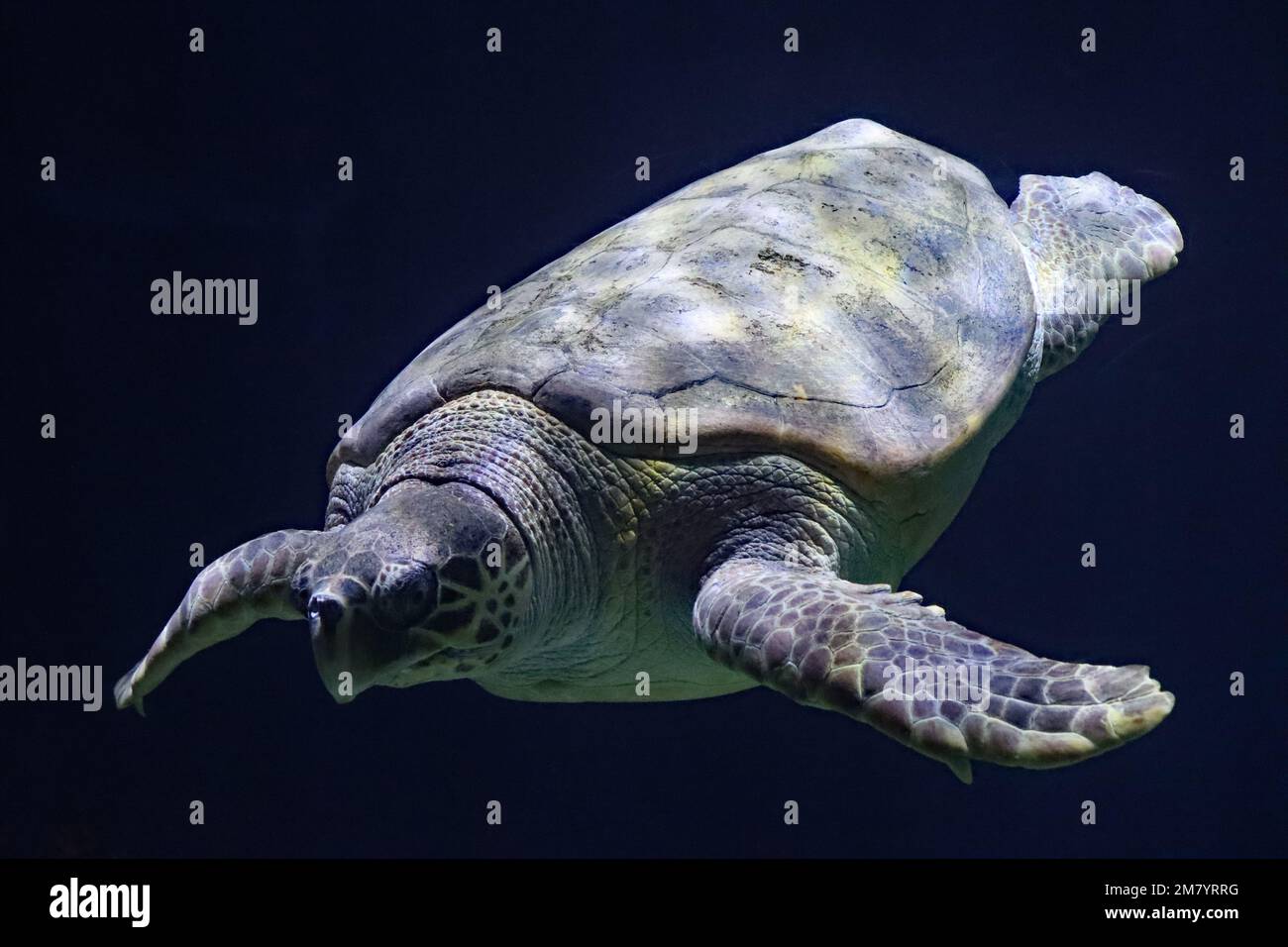 Les résidents de l'acquarium des profondeurs, à Hull, dans le Yorkshire Banque D'Images