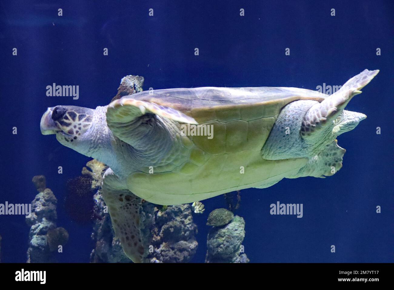 Les résidents de l'acquarium des profondeurs, à Hull, dans le Yorkshire Banque D'Images