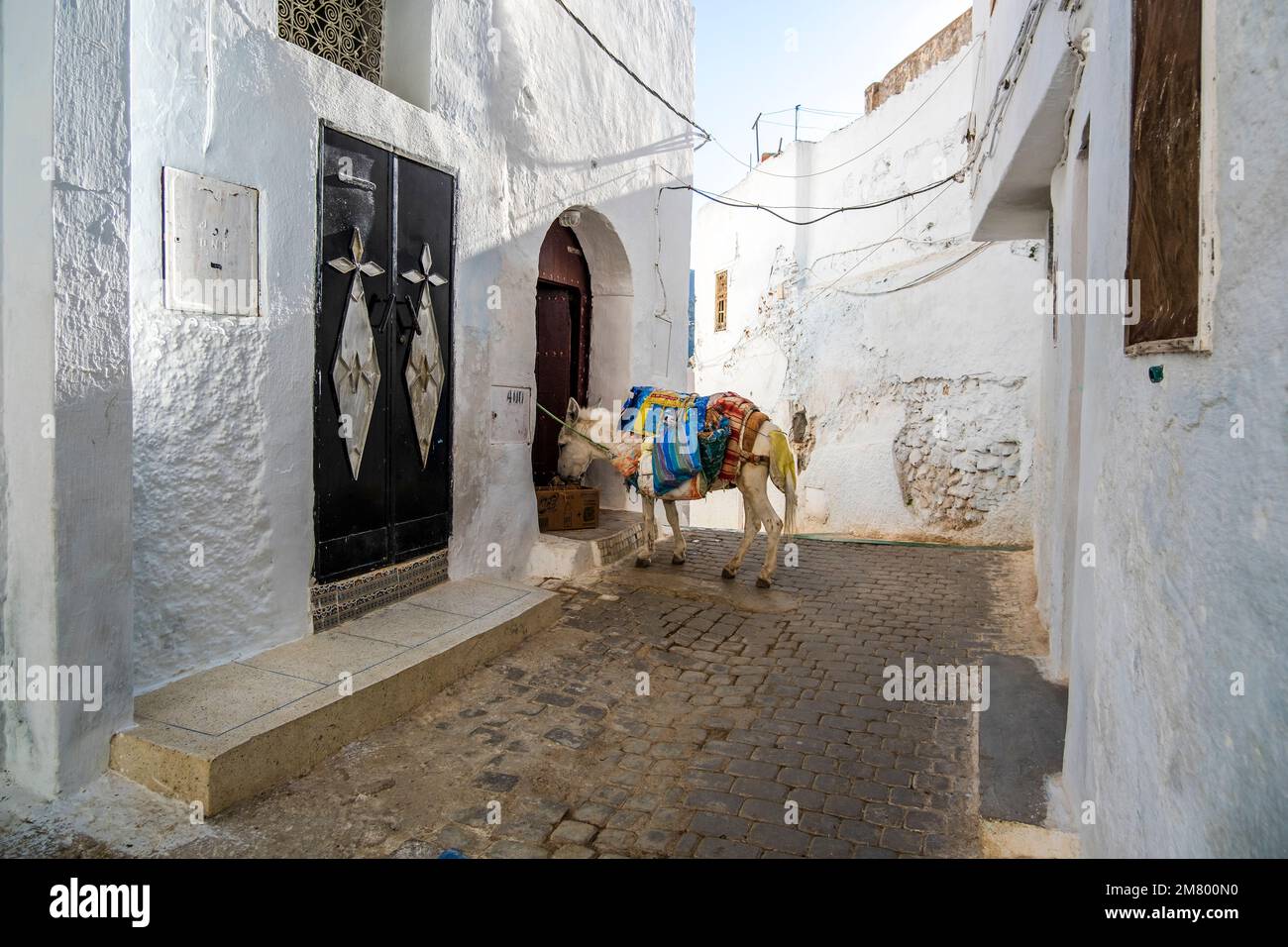 Mignon âne sur la rue de Moulay Idriss, Maroc, Afrique du Nord Banque D'Images