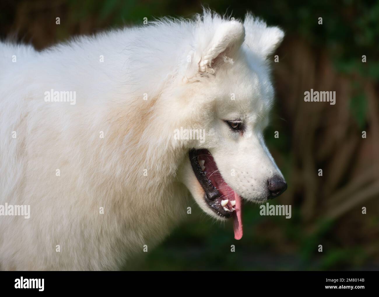 Chiot Samoyède Banque D'Images