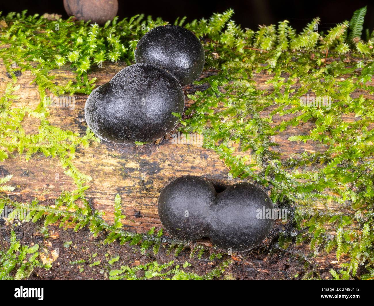 Le champignon du gâteau du roi Alfred (Daldinia concentrica) croquant une branche tombée dans la forêt tropicale de la trhe, province d'Orellana, Équateur Banque D'Images