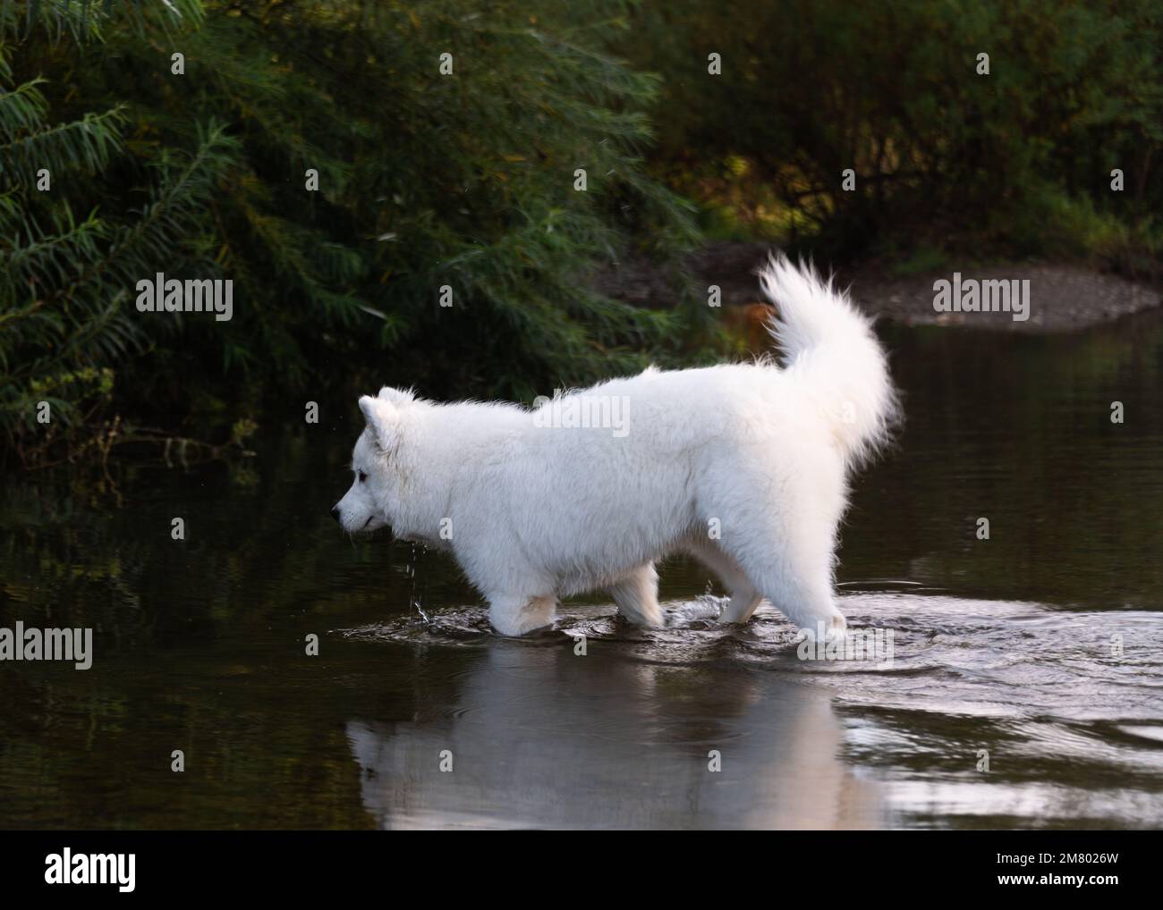 Chiot Samoyed dans la rivière Banque D'Images
