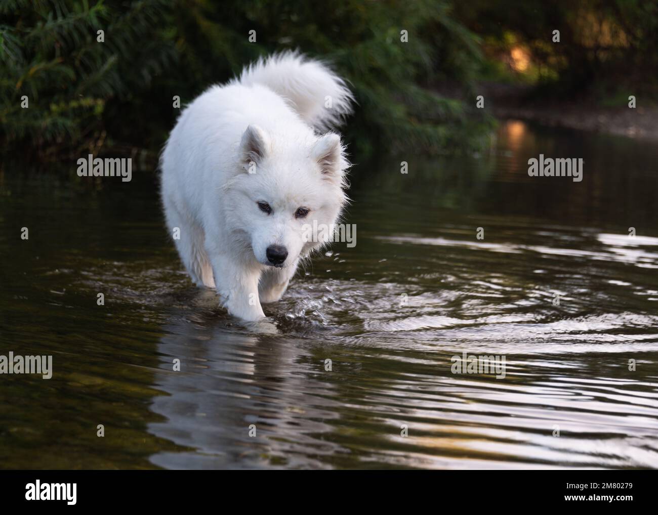 Chiot Samoyed dans la rivière Banque D'Images