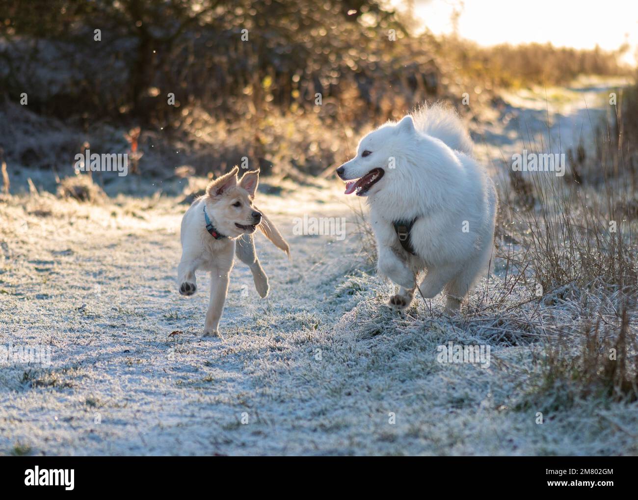 Chiot Samoyed jouant dans la neige Banque D'Images