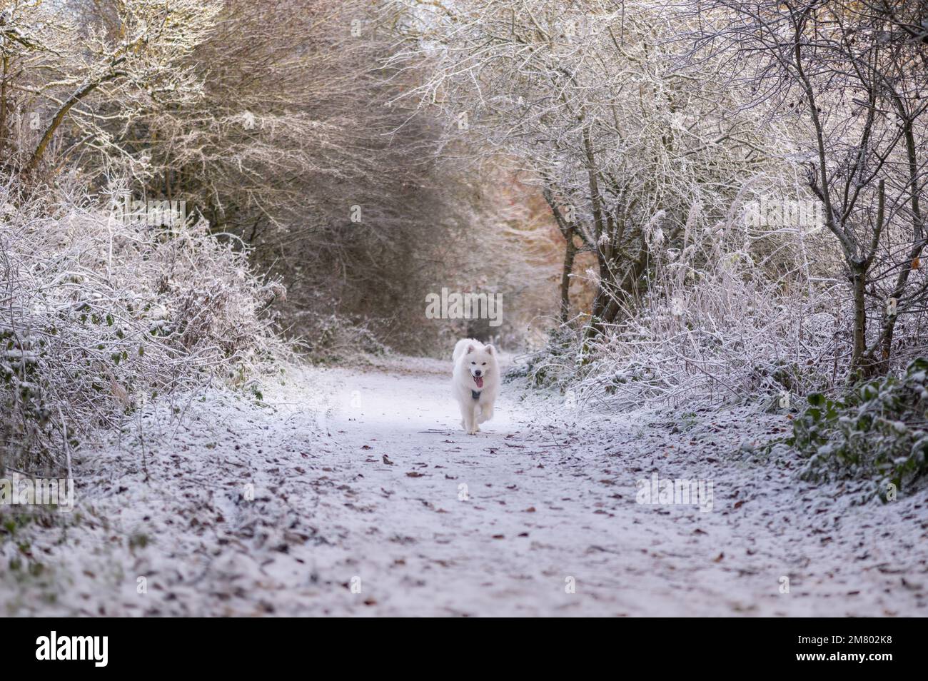 Samoyed chiot dans la neige Banque D'Images