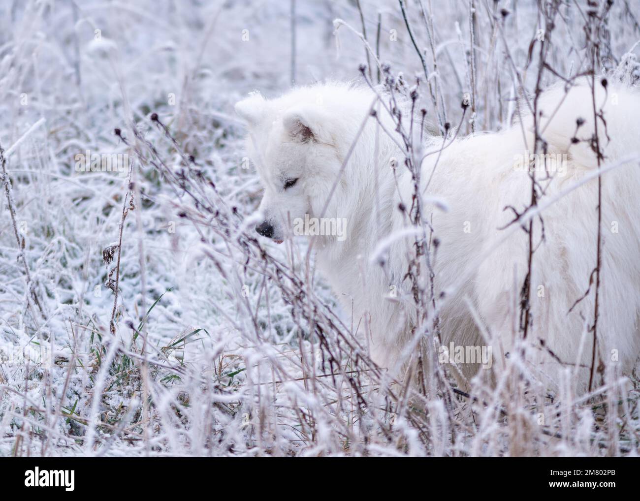 Samoyed chiot dans la neige Banque D'Images