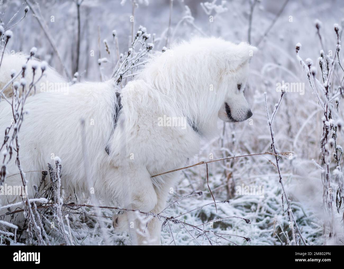 Samoyed chiot dans la neige Banque D'Images
