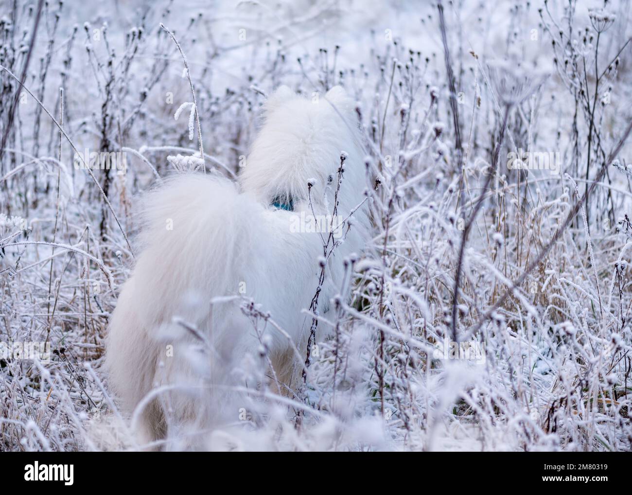 Samoyed chiot dans la neige Banque D'Images