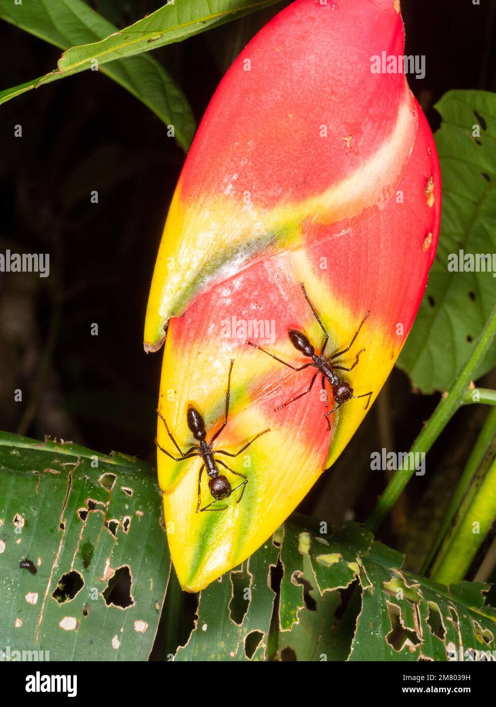 Deux Ants Bullet (Paraponera clavata) sur une fleur d'Heliconia qui rassemble l'exsudat sucrée, dans la forêt tropicale, province d'Orellana, Équateur Banque D'Images