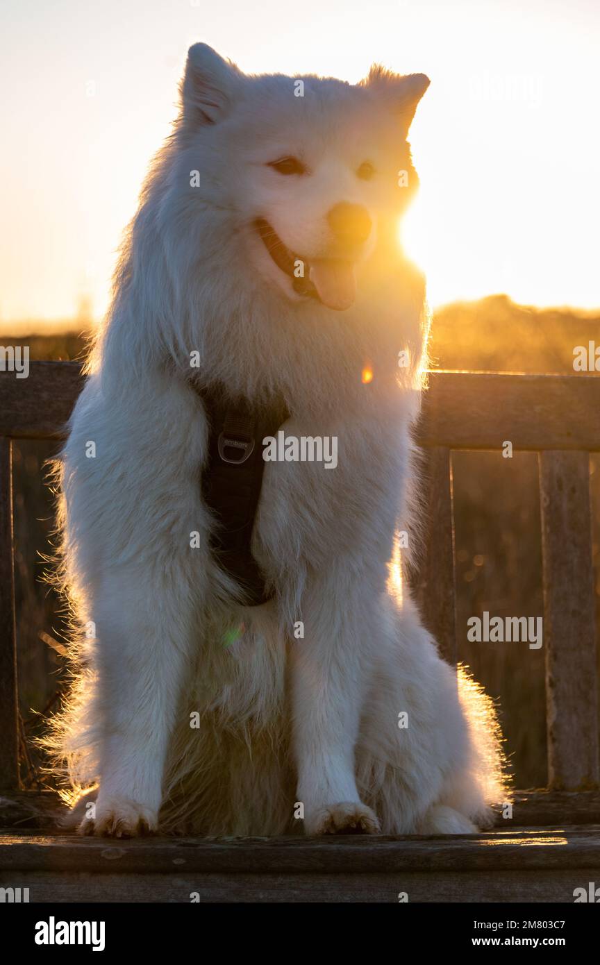 Chiot Samoyède Banque D'Images