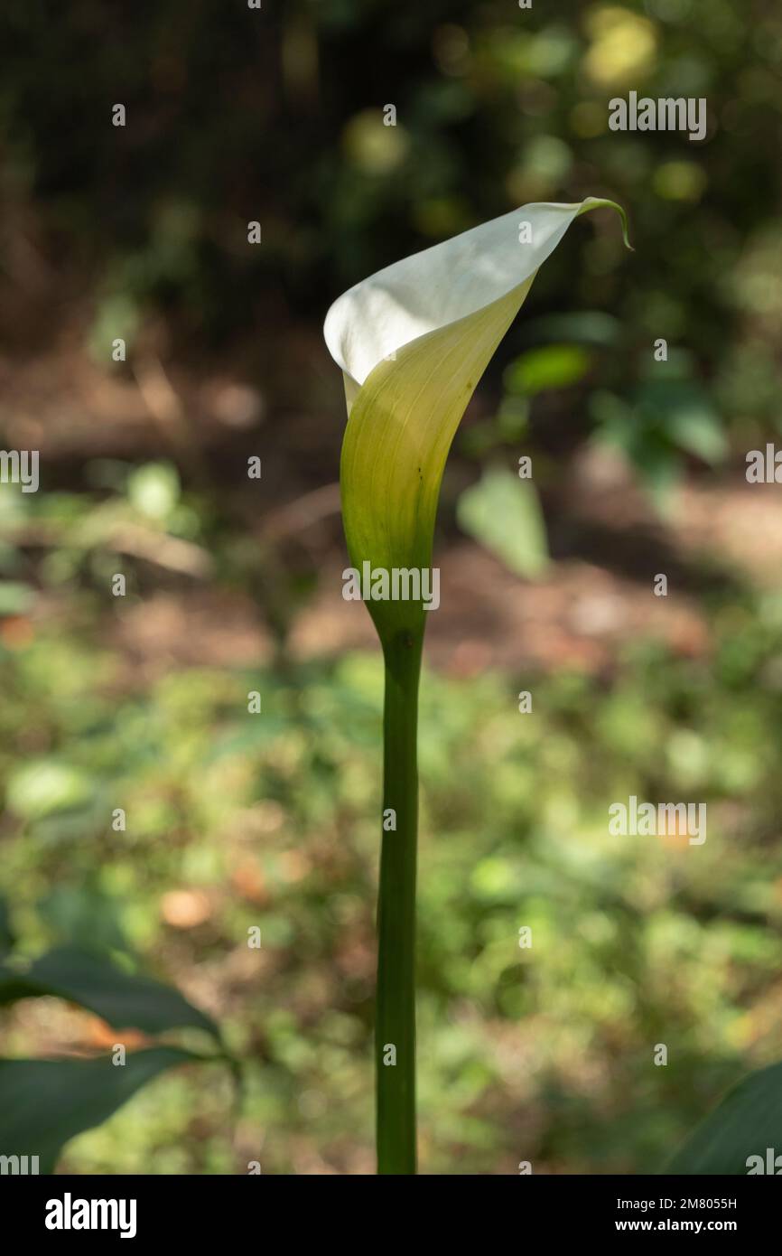 Photo verticale d'une fleur de Calla Lily ou de gantet dans le champ avec sa longue tige et de la place pour le texte Banque D'Images