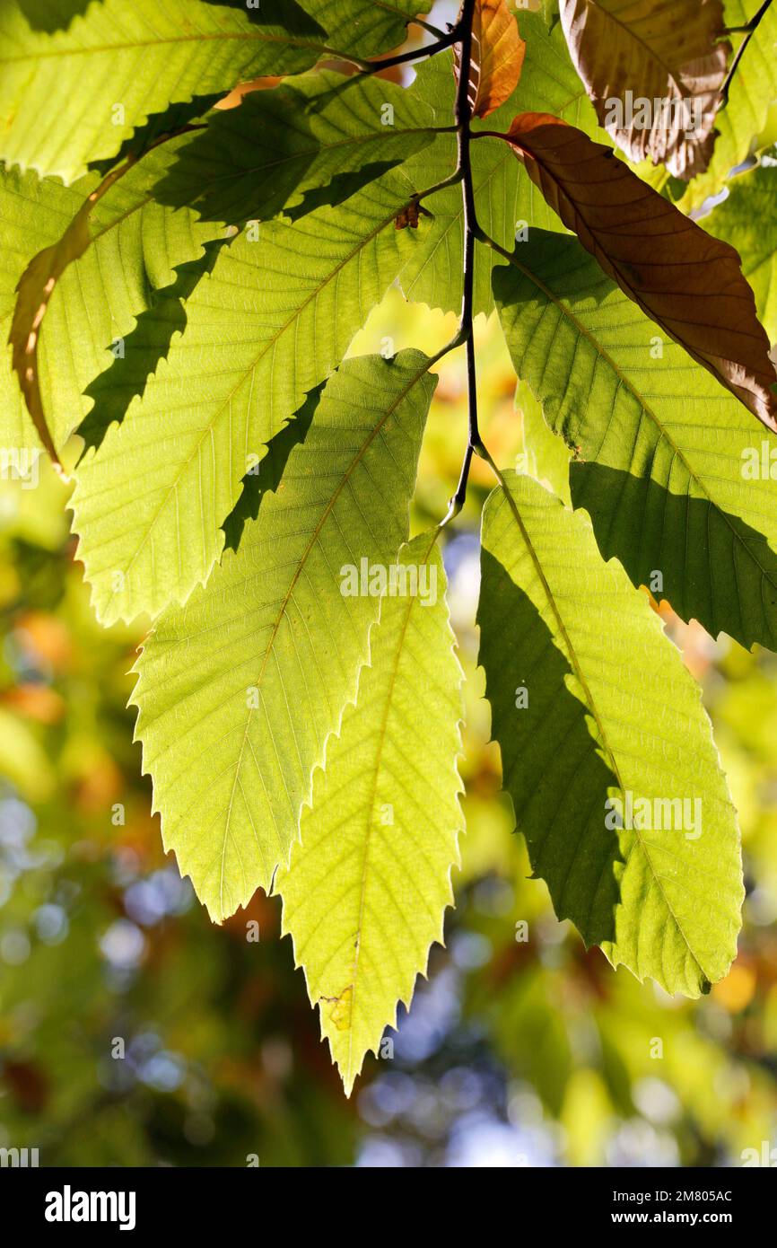Feuilles de châtaignier dans une forêt près de Redcar, North Yorkshire, Royaume-Uni. 02/11/2021 Photographie: Stuart Boulton Banque D'Images