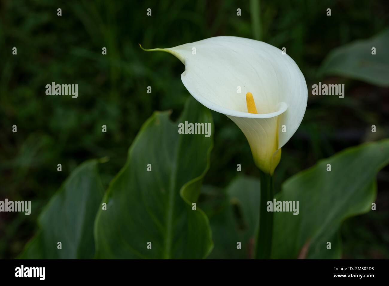 Calla Lily ou gannet fleurissent dans le champ avec un espace pour le texte Banque D'Images