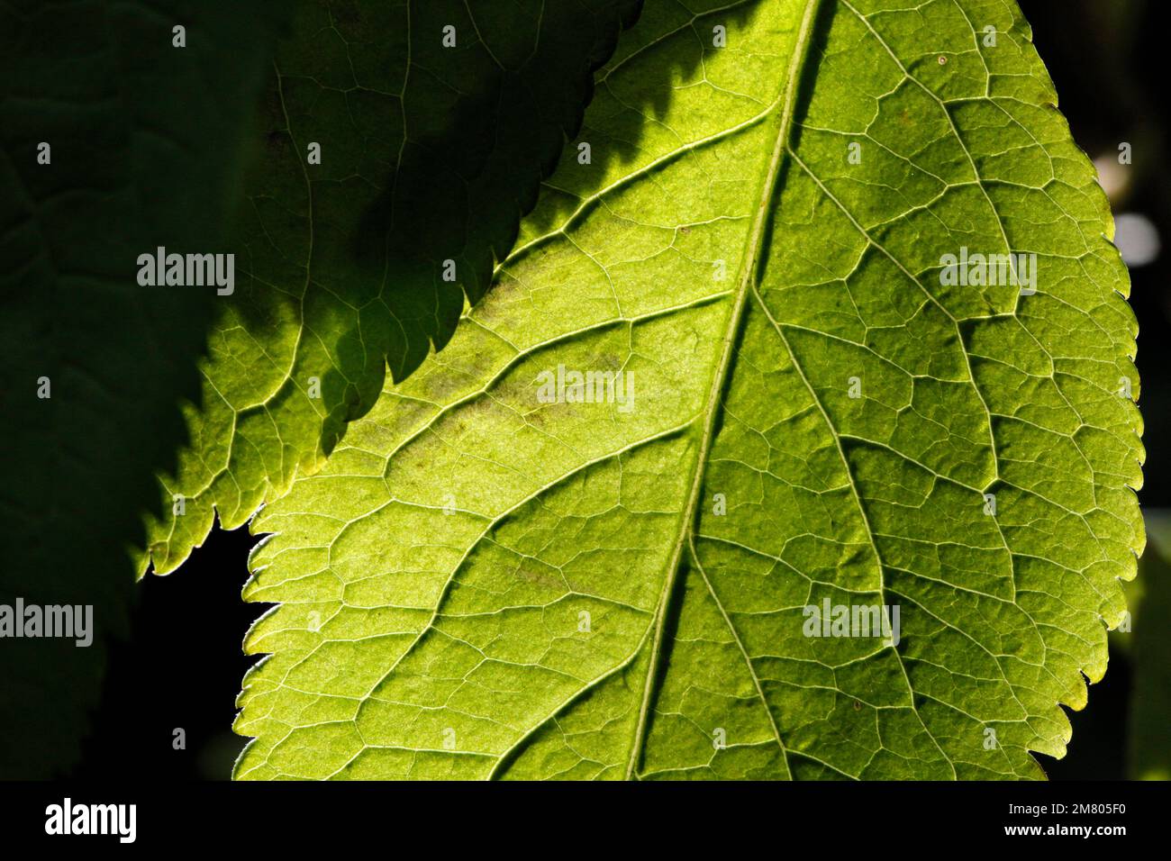 Feuilles de châtaignier dans une forêt près de Redcar, North Yorkshire, Royaume-Uni. 02/11/2021 Photographie: Stuart Boulton Banque D'Images