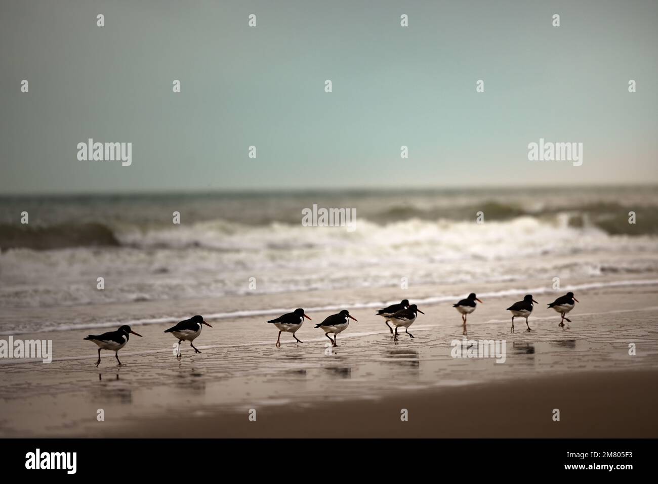 Groupe d'oiseaux de l'oystercatcher européen marchant sur une plage sur la rive à la mer du Nord par temps pluvieux, pays-Bas, Europe Banque D'Images