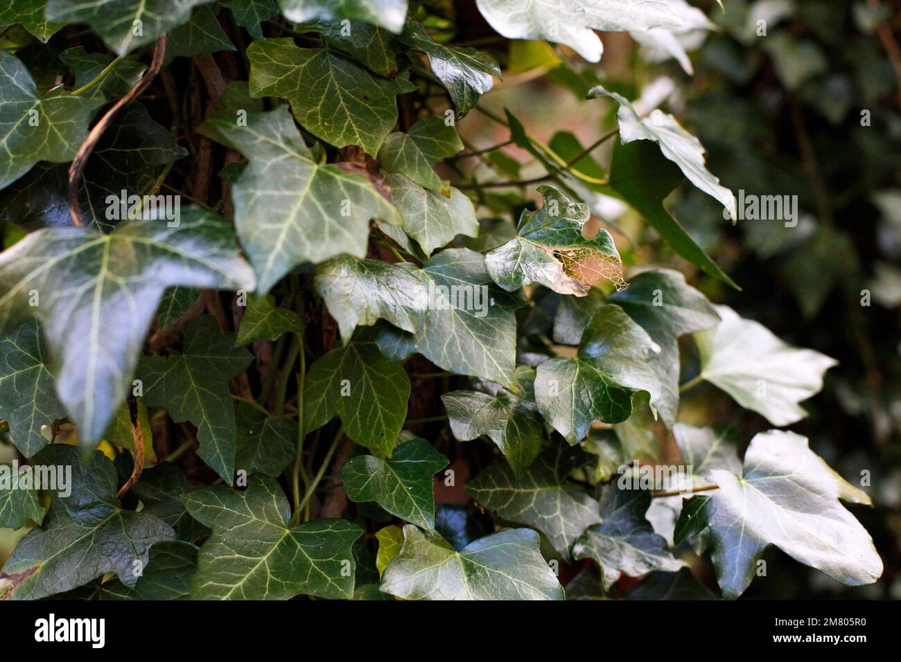 Ivy anglais poussant sur un arbre dans la forêt près de Redcar, NorthYorkshire, Royaume-Uni. 02/11/2021 Photographie: Stuart Boulton Banque D'Images