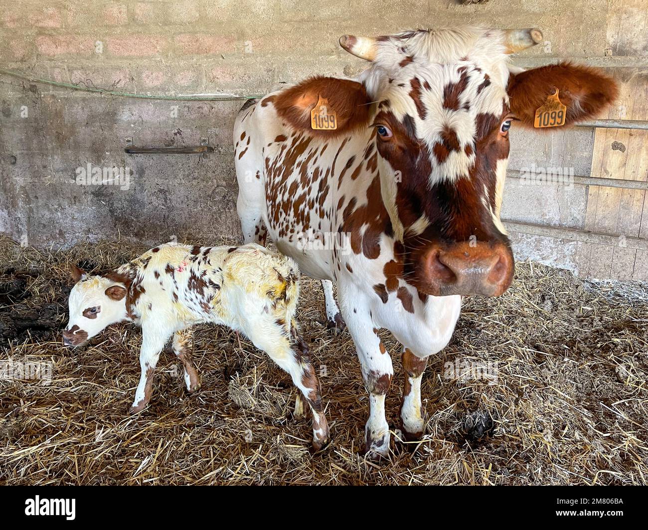 NORMANDIE COW AVEC SON VEAU NOUVEAU-NÉ DANS L'ÉCURIE DE L'AGRICULTEUR, SAINT-LO, MANCHE, NORMANDIE, FRANCE Banque D'Images