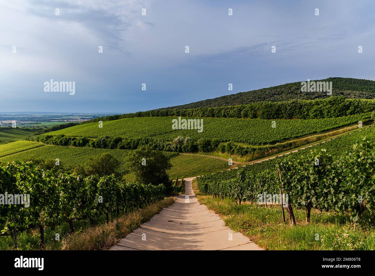 Vignobles de Villany. C'est l'une des régions viticoles les plus célèbres de Hongrie. Ce nom de formation géologique étonnant est le fossé du diable. Le nom hongrois est ordoga Banque D'Images