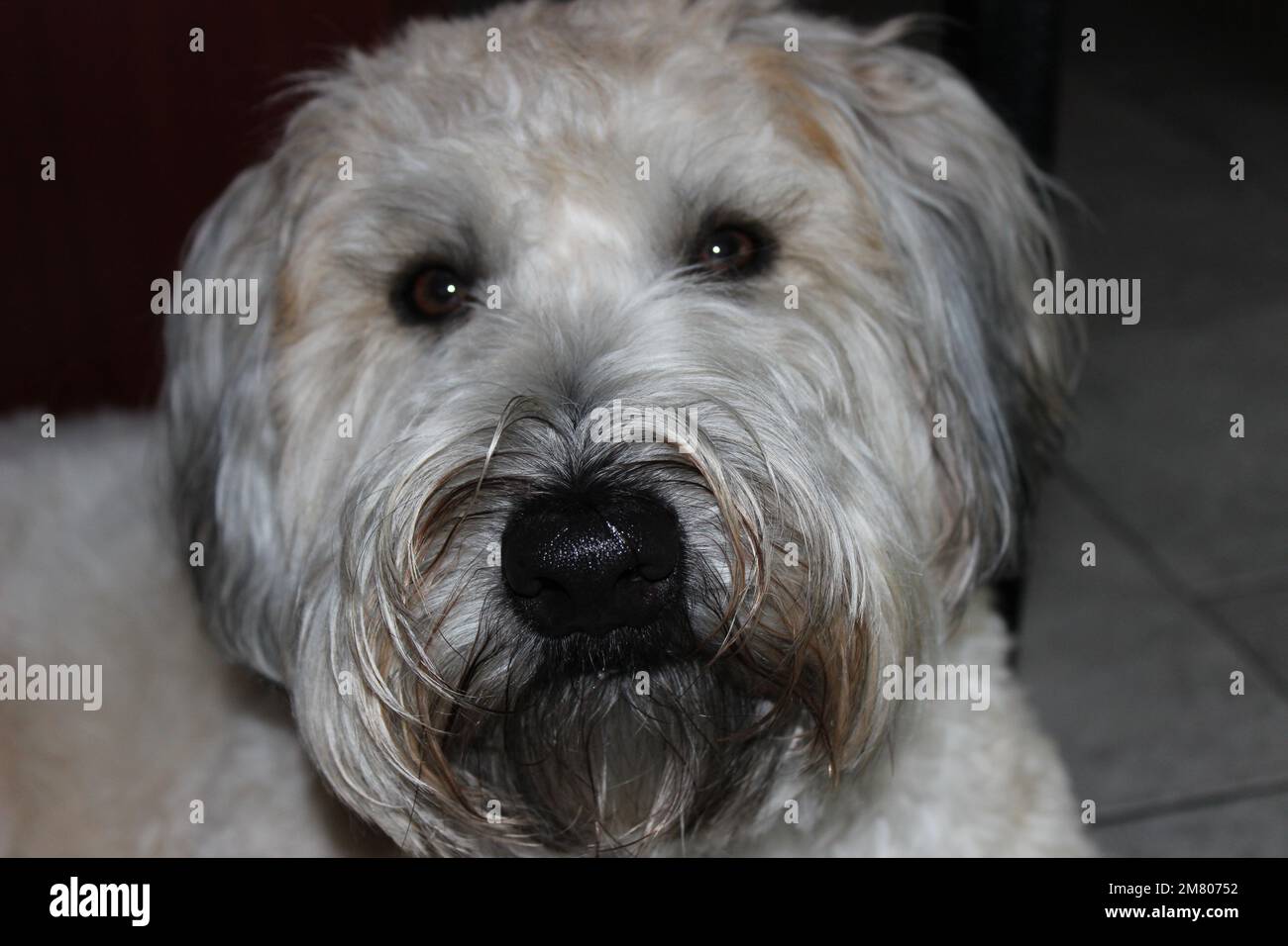 terrier de lactosérum à revêtement doux Banque D'Images
