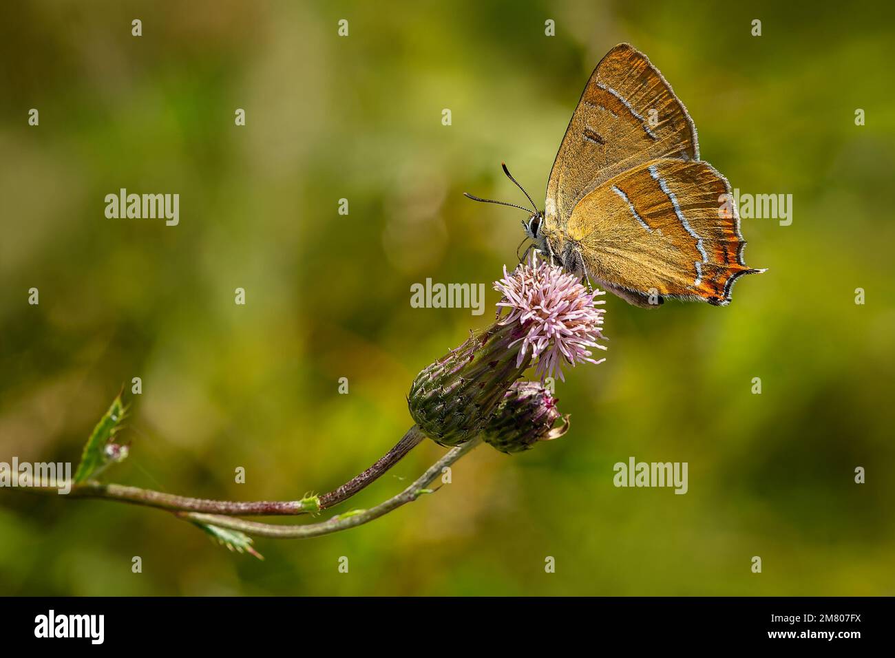 Le hairstreak brun, un papillon orange, assis sur une fleur pourpre suçant le cou. Arrière-plan vert flou. Jour d'été ensoleillé dans la nature. Banque D'Images