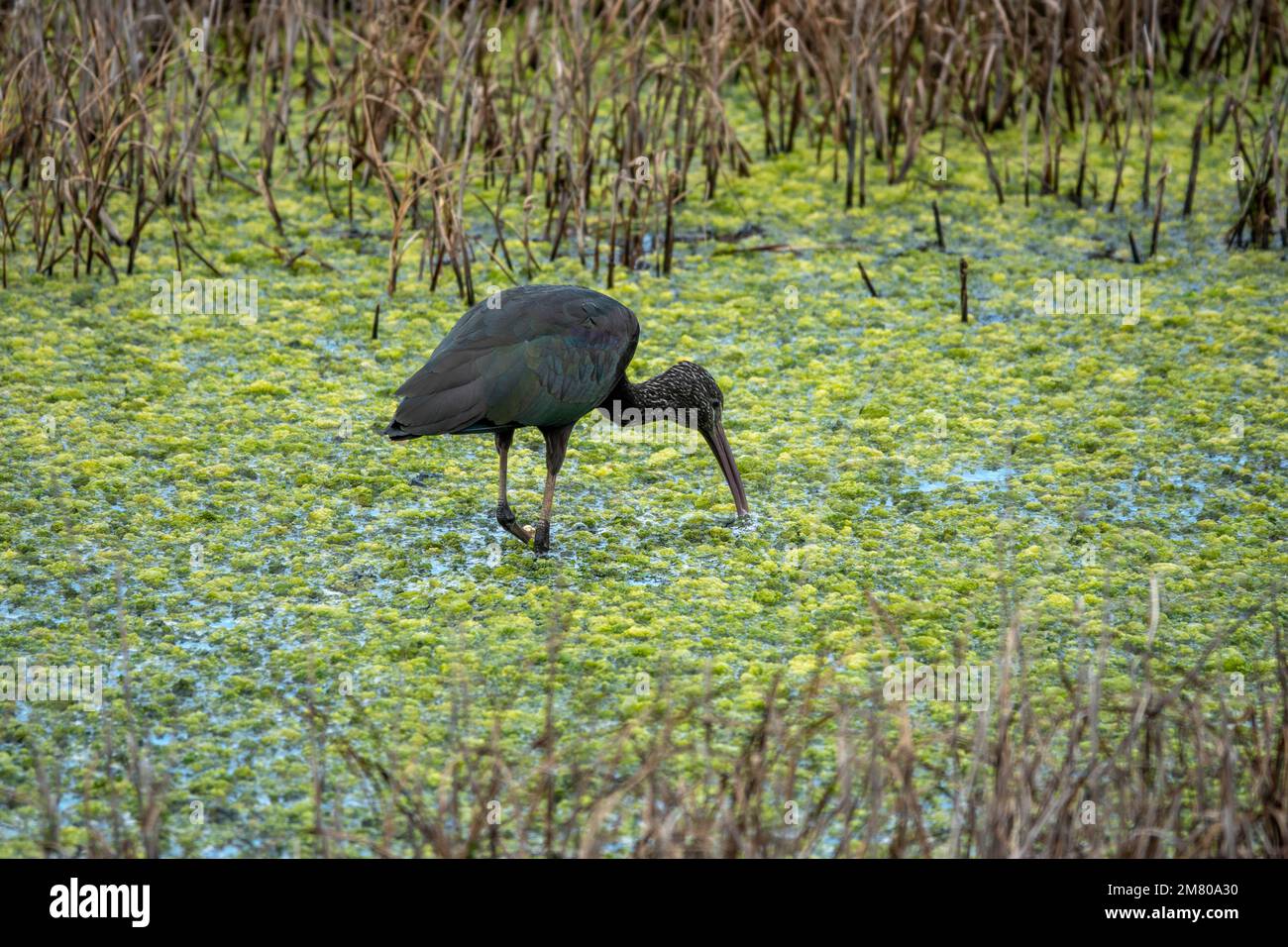 ibis brillant plegado falcinellus un oiseau de type héron avec un long bec courbe Banque D'Images