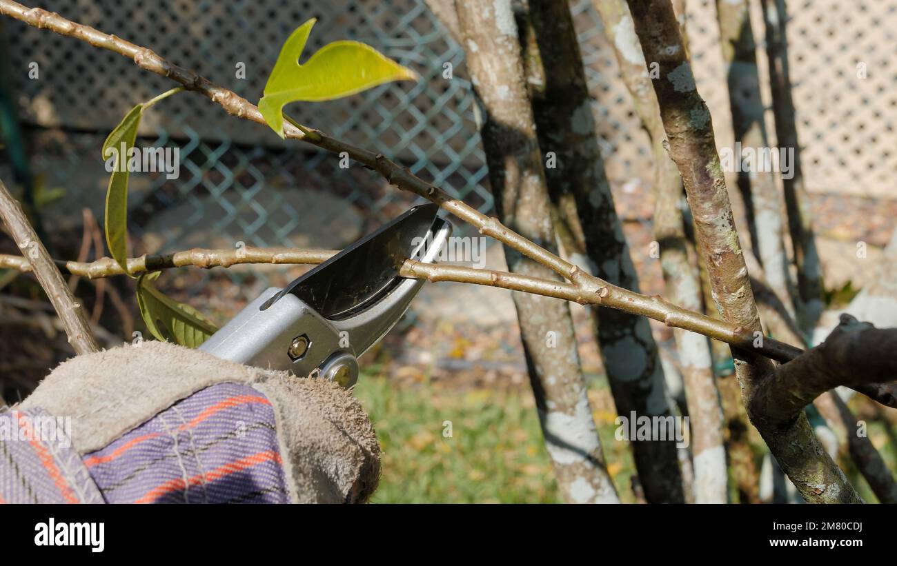 Jardinier taillant une plante de jardin avec des sécateurs. Élagage masculin de paysagiste branches d'arbre de la mansarde avec outil de coupe en ciseau à main. Banque D'Images