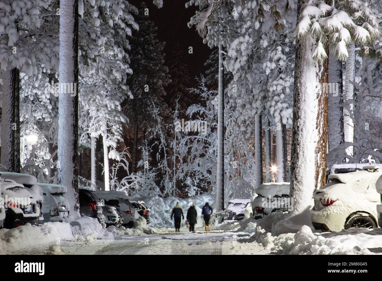 Les gens marchent parmi les géants gelés. La neige profonde couvre les grands arbres qui entourent le pittoresque lac Tahoe, dans des conditions de blizzard sur un beau et Banque D'Images