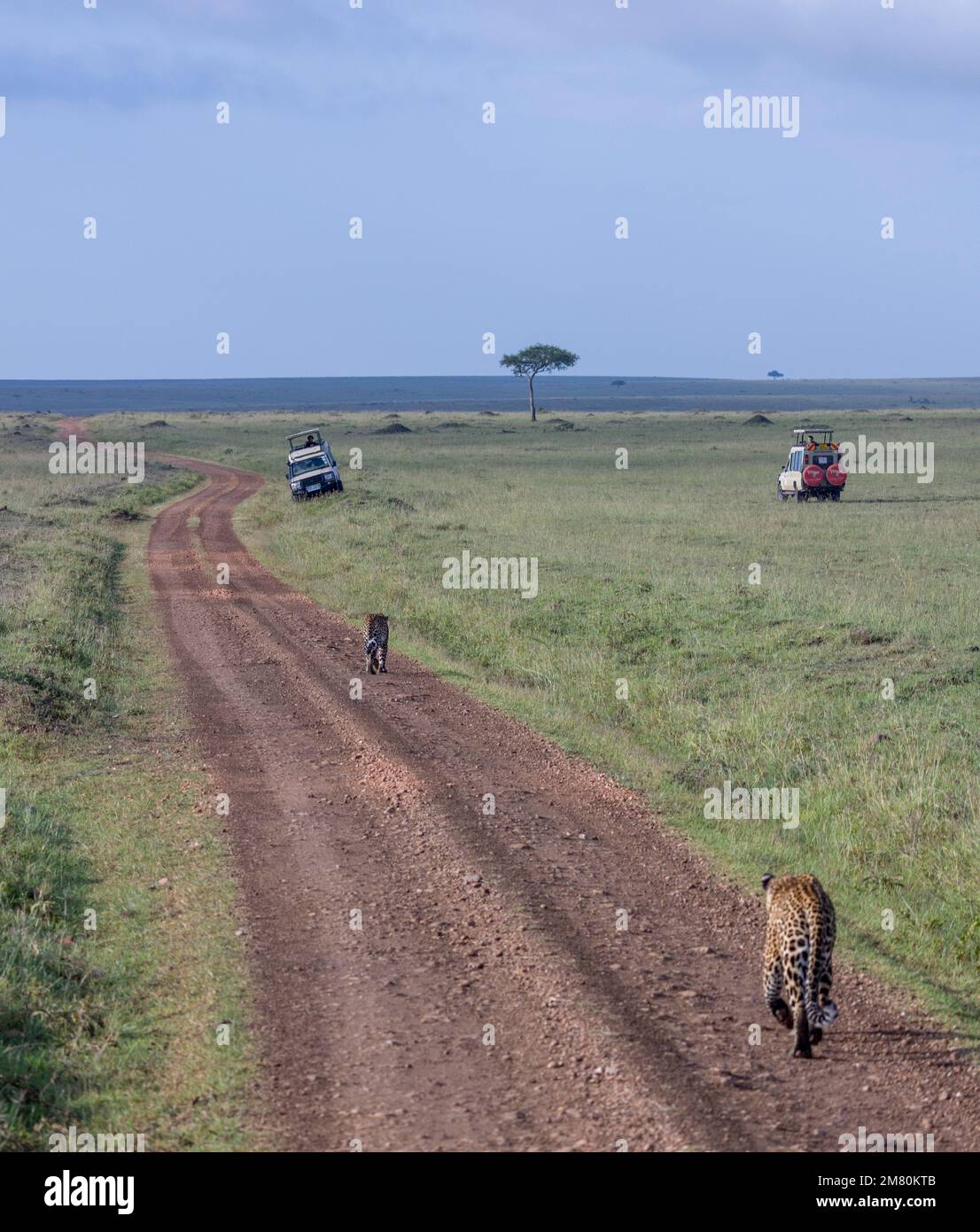 Léopard mâle traquant un autre pour se battre sur le territoire, parc national de Masai Mara, Kenya Banque D'Images