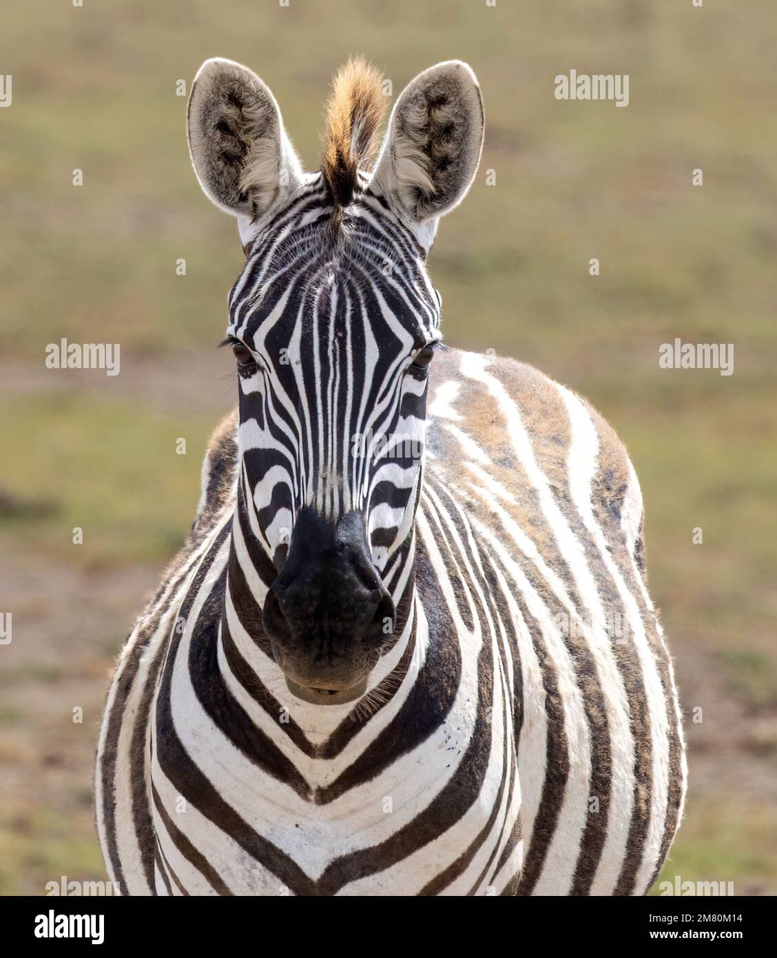 Portrait frontal de zébra, parc national d'Amboseli, Kenya Banque D'Images