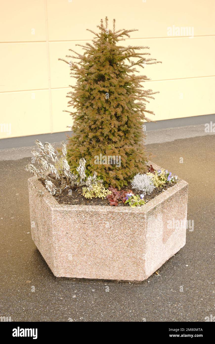 Plantes en pot laid dans une cuvette en béton Banque D'Images