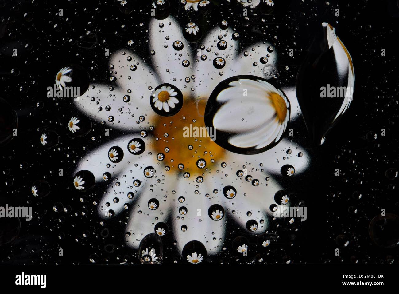 Fleur de camomille dans de petites bulles d'eau Banque D'Images