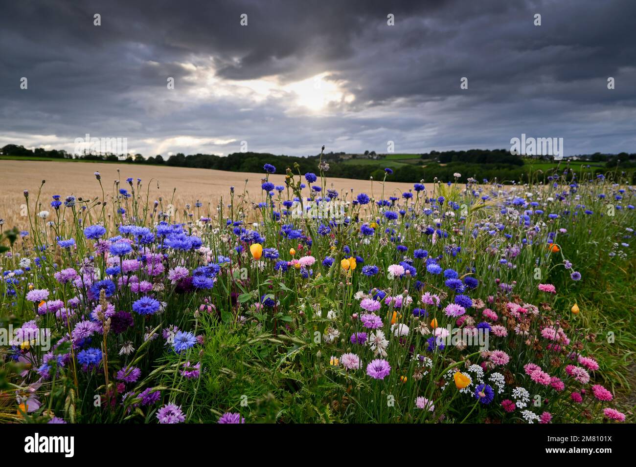 Prairie de fleurs sauvages Derbyshire Angleterre Banque D'Images