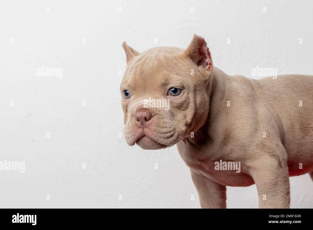 un chiot américain, en regardant l'appareil photo avec un fond blanc. Banque D'Images